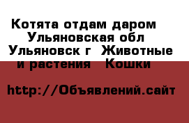 Котята отдам даром. - Ульяновская обл., Ульяновск г. Животные и растения » Кошки   